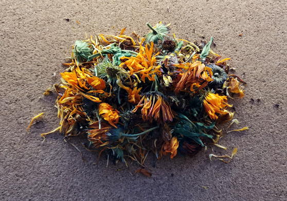 Календула лекарственная (Calendula officinalis)