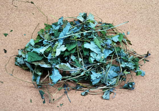 Чистотел большой (Chelidonium majus)