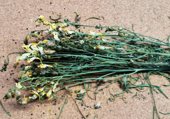 Льнянка обыкновенная (Linaria vulgaris)